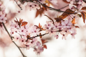 Blood plum in full bloom, Prunus cerasifera, red-leaved cherry plum Blood plum in full bloom, Prunus cerasifera, red-leaved cherry plum